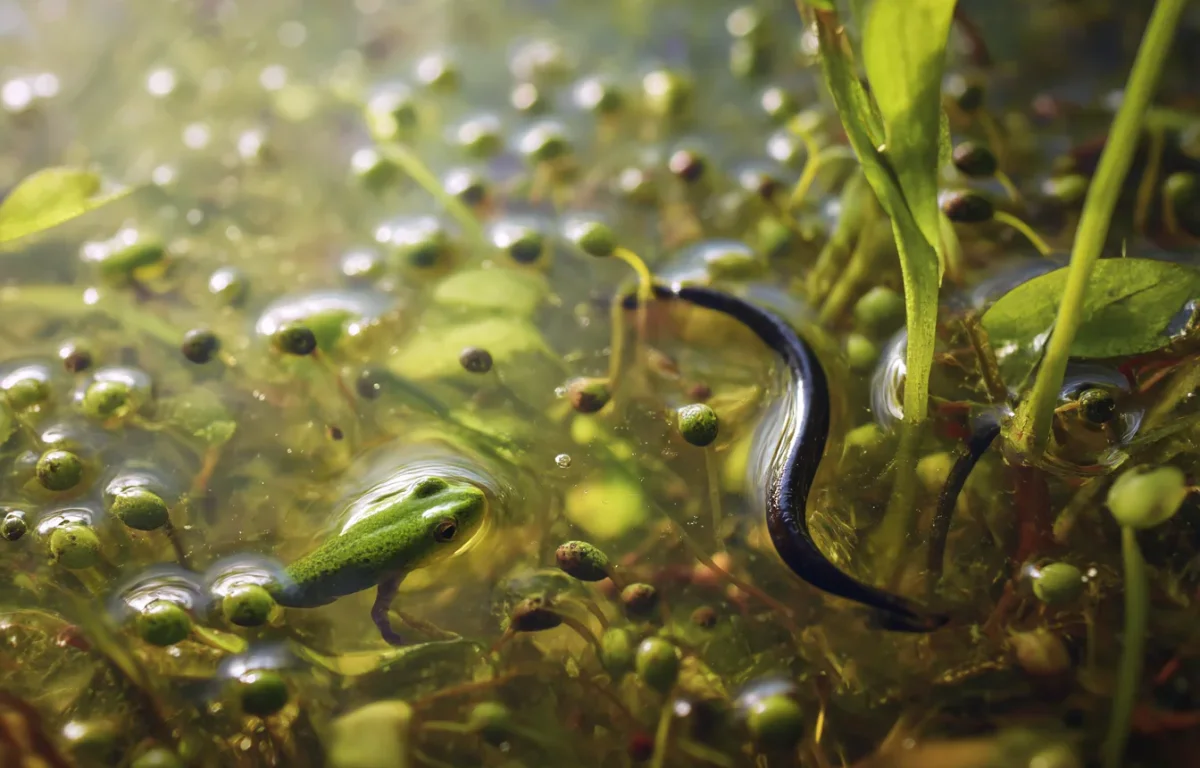 עולם נסתר במים: כך נחשף פלא הבריאה בשלולית אחת