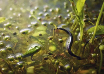 עולם נסתר במים: כך נחשף פלא הבריאה בשלולית אחת