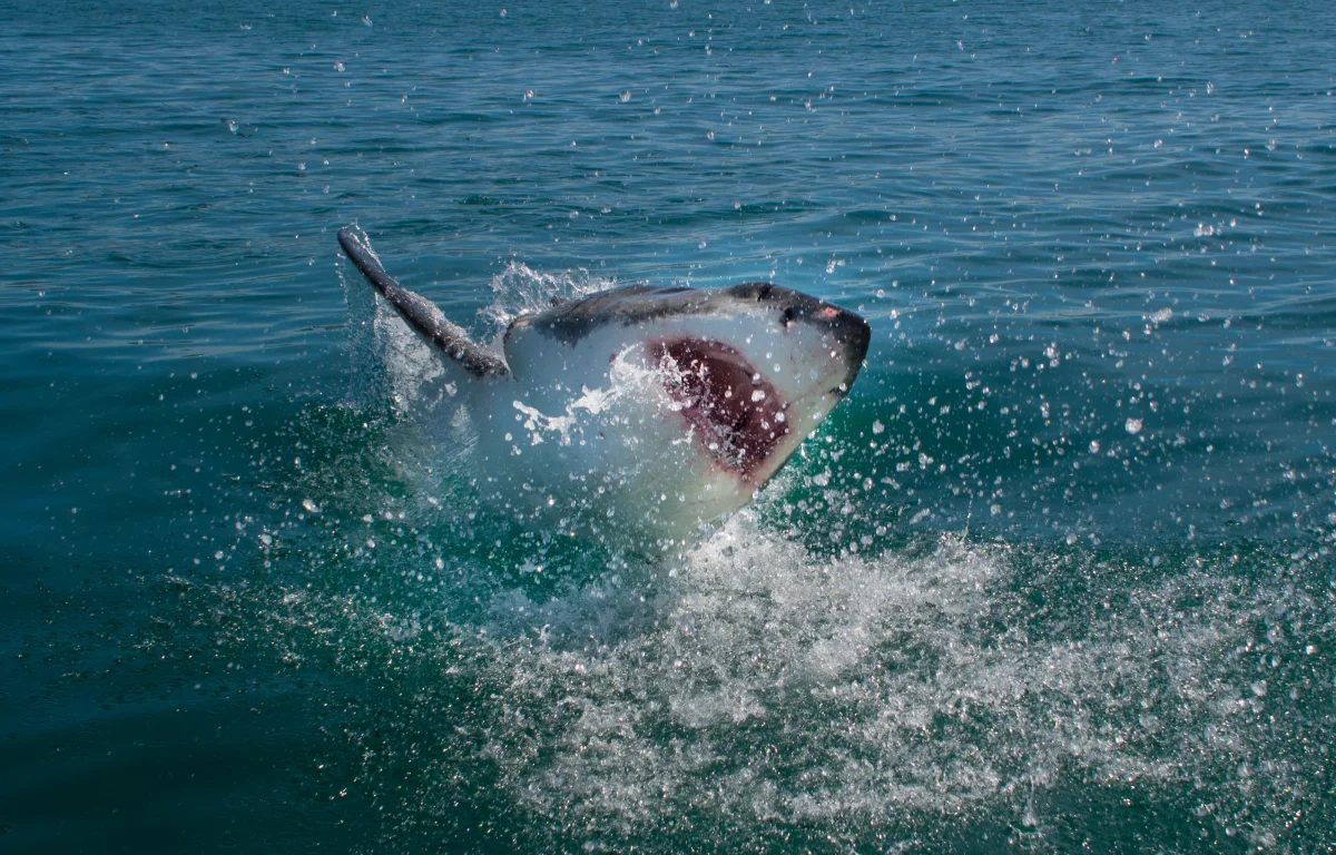 מהים לנס רפואי: כך שרד תייר תקיפת כריש קטלנית