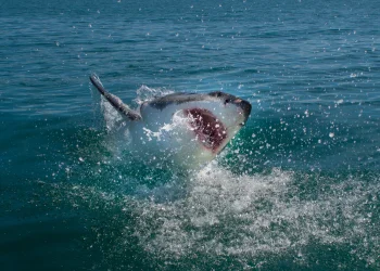 מהים לנס רפואי: כך שרד תייר תקיפת כריש קטלנית