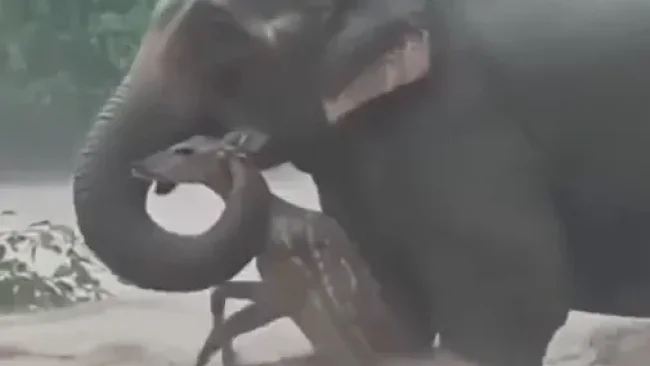 תיעוד מרגש מהטבע: הפיל שהפך לסמל של רחמים