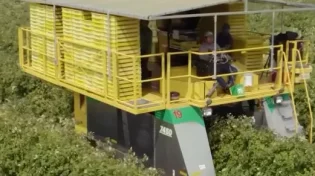 לא תאמינו: כך קוטפים פטל במטע ענק בלי לגעת כמעט בפרי