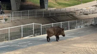 דרמה ביבנה: חזיר בר אותר בלב העיר - התושבים הונחו להתרחק מהמקום