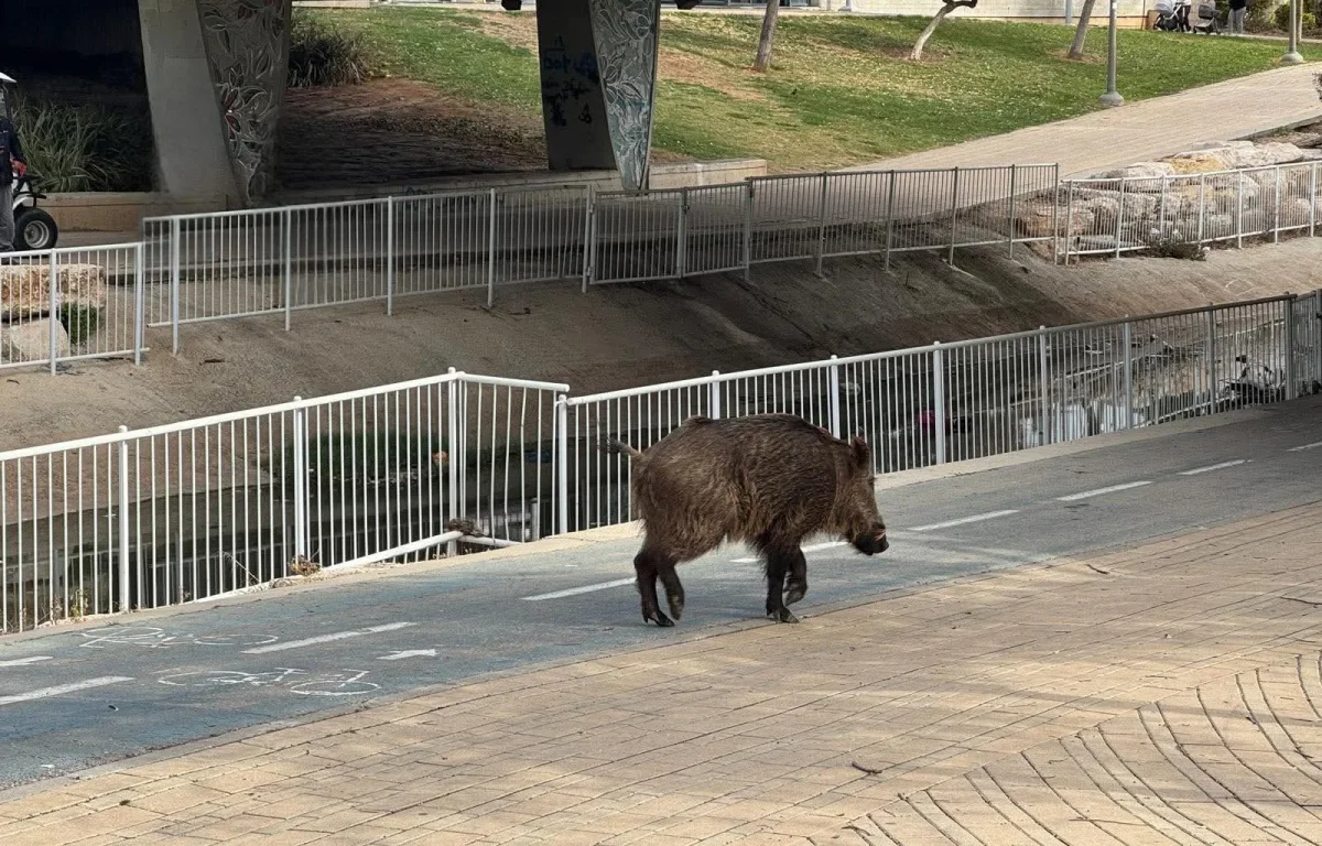 דרמה ביבנה: חזיר בר אותר בלב העיר - התושבים הונחו להתרחק מהמקום