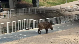 דרמה ביבנה: חזיר בר אותר בלב העיר - התושבים הונחו להתרחק מהמקום