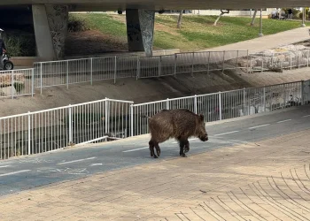 דרמה ביבנה: חזיר בר אותר בלב העיר - התושבים הונחו להתרחק מהמקום