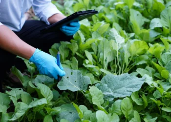 דיון סוער בוועדת הבריאות: ממצאים מדאיגים על תוצרת מהרשות הפלסטינית