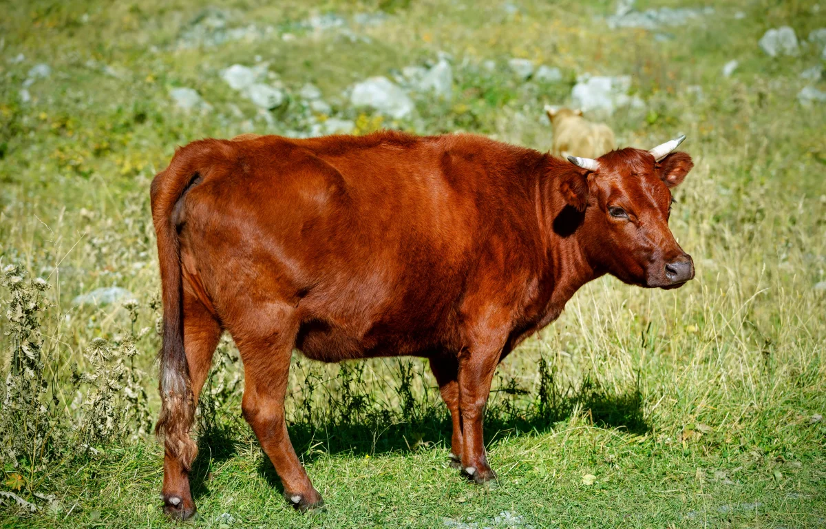 למה קוראים פרשת פרה בכל שנה? הסוד הקבלי שמאיר את הדור