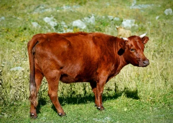 למה קוראים פרשת פרה בכל שנה? הסוד הקבלי שמאיר את הדור