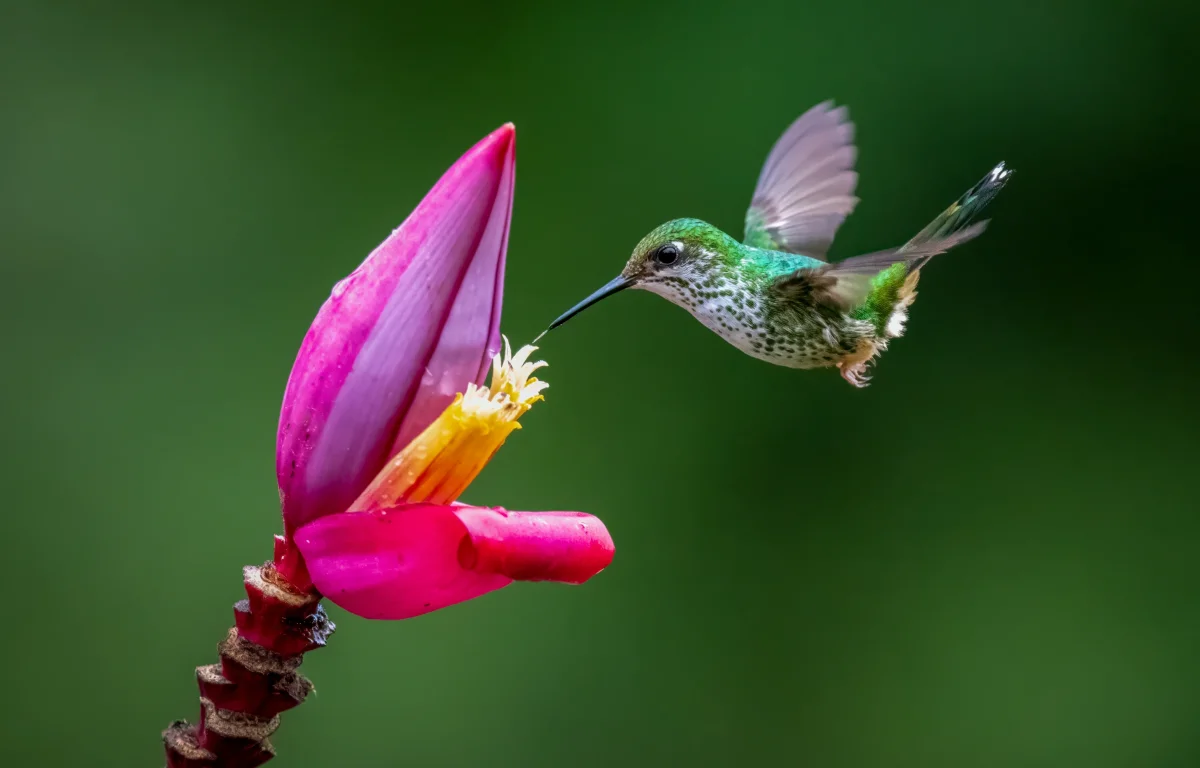 פלאי הבריאה: הציפור הקטנה בעולם שמדהימה את חוקרי הטבע
