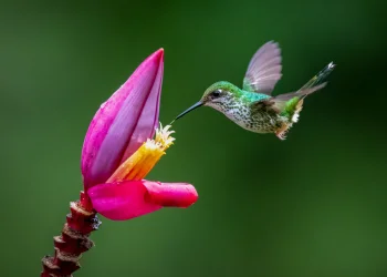 פלאי הבריאה: הציפור הקטנה בעולם שמדהימה את חוקרי הטבע