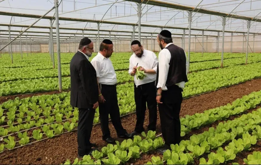 למה מוצר כשר כל השנה נעלם בפסח מהמהדרין? הסיבה תפתיע אתכם למה מוצר כשר כל השנה נעלם בפסח מהמהדרין? הסיבה תפתיע אתכם