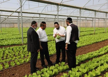 למה מוצר כשר כל השנה נעלם בפסח מהמהדרין? הסיבה תפתיע אתכם