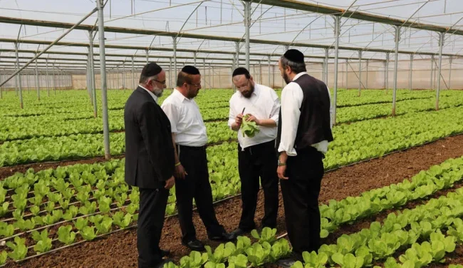למה מוצר כשר כל השנה נעלם בפסח מהמהדרין? הסיבה תפתיע אתכם