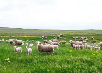 מזל טלה וניסן: כך חודש האביב משנה את המזל ומגלה כוח על טבעי לעם ישראל