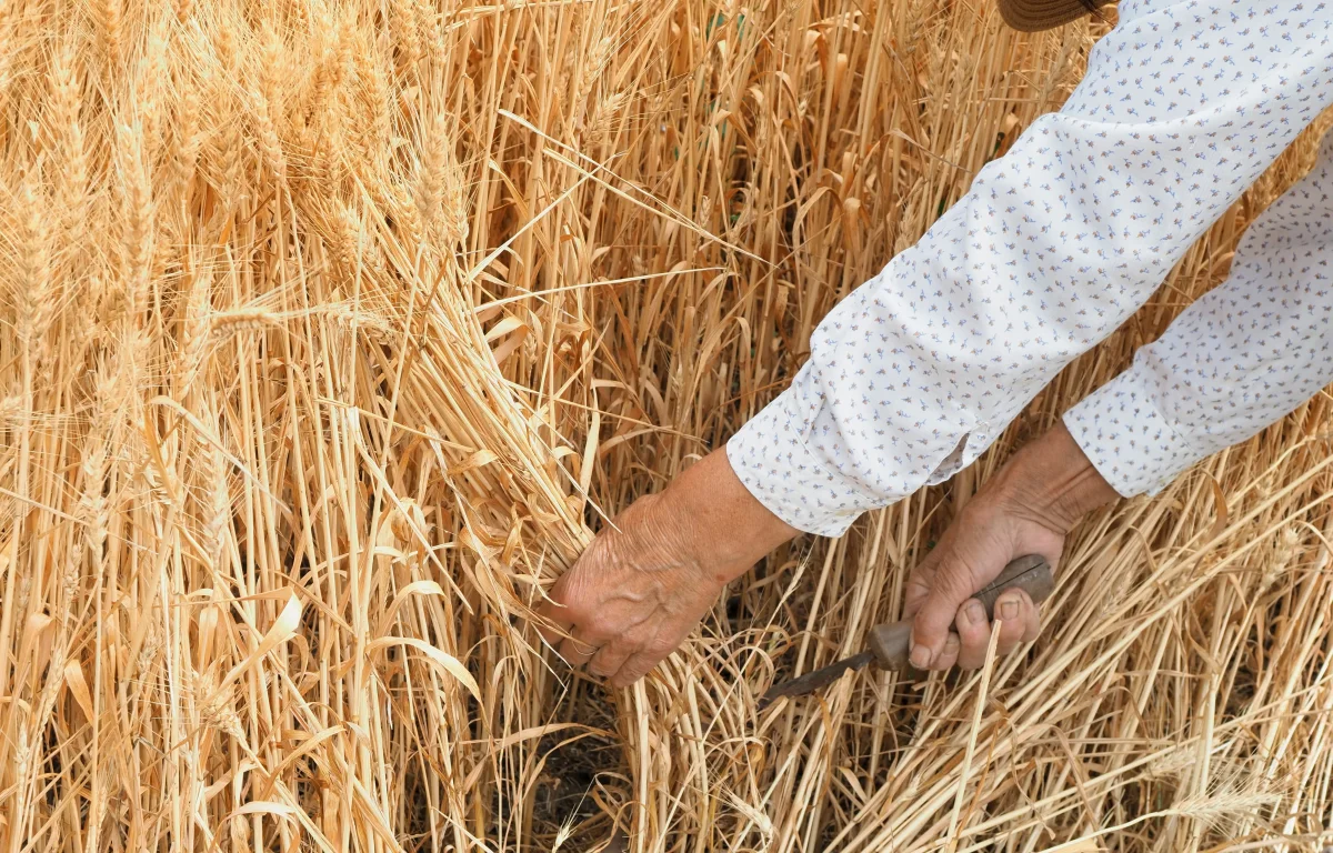 בין פסח לשבועות: המסע שמשנה את הנפש מבפנים