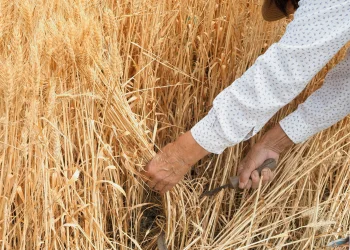 בין פסח לשבועות: המסע שמשנה את הנפש מבפנים