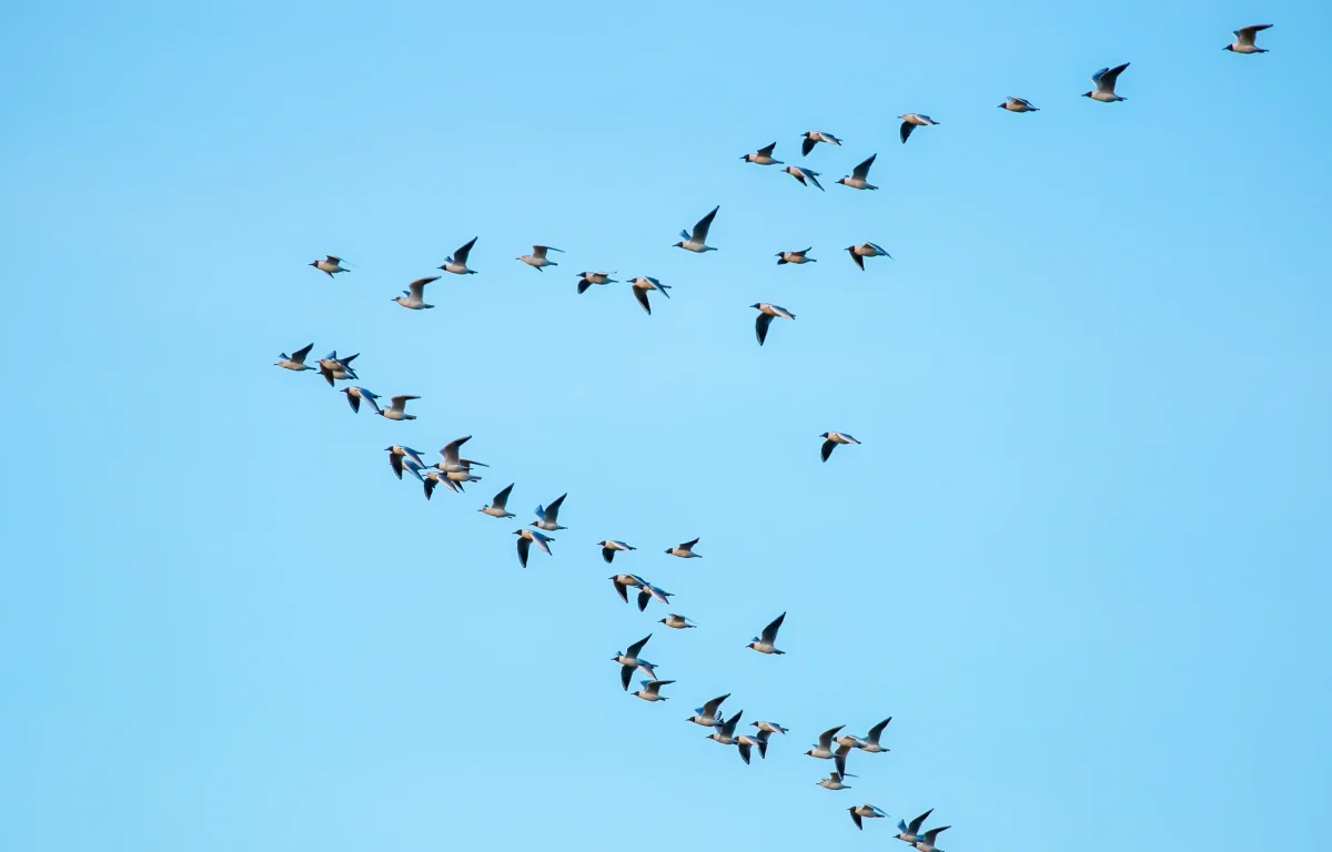 בלי מפה ובלי GPS: איך הציפורים מוצאות תמיד את הדרך חזרה?