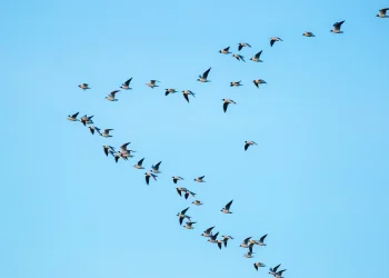 בלי מפה ובלי GPS: איך הציפורים מוצאות תמיד את הדרך חזרה?