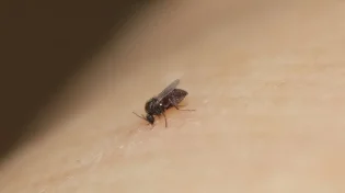 המטבח נקי אבל מלא ברחשים? זה מה שאתם מפספסים