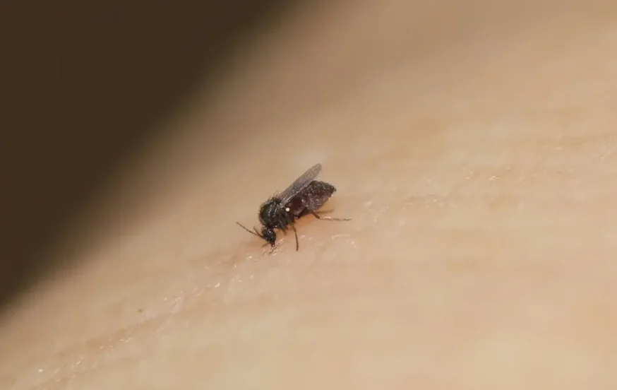 המטבח נקי אבל מלא ברחשים? זה מה שאתם מפספסים המטבח נקי אבל מלא ברחשים? זה מה שאתם מפספסים