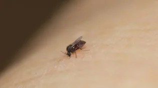 המטבח נקי אבל מלא ברחשים? זה מה שאתם מפספסים