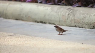 למה כל כך קשה להשתנות? הרב אייל אונגר חושף את הטעות שרבים עושים