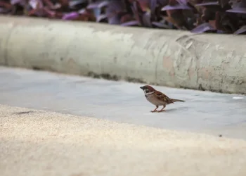 למה כל כך קשה להשתנות? הרב אייל אונגר חושף את הטעות שרבים עושים