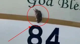 רגע לפני אסון באוויר: כוורת דבורים אותרה במטוס סעודי