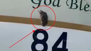 רגע לפני אסון באוויר: כוורת דבורים אותרה במטוס סעודי