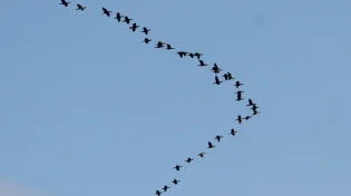 מי מודיע לציפורים שהחורף מגיע? הסוד המופלא של השעון הפנימי בטבע