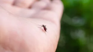 הדבר שעוצר מהיתושים להמשיך להתרבות ויש לכם את זה בבית