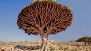 העץ שנראה כאילו הוא מדמם: תופעת הטבע שמדהימה את העולם