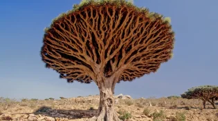 העץ שנראה כאילו הוא מדמם: תופעת הטבע שמדהימה את העולם