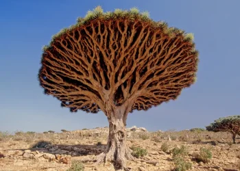 העץ שנראה כאילו הוא מדמם: תופעת הטבע שמדהימה את העולם העץ שנראה כאילו הוא מדמם: תופעת הטבע שמדהימה את העולם