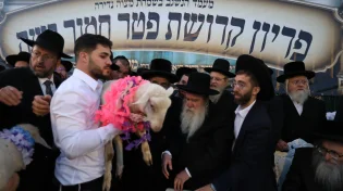 מעמד נדיר במירון: כך נערכה מצוות פדיון פטר חמור בהשתתפות אלפים