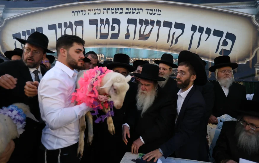 מצוות פדיון פטר חמור בהשתתפות אלפים במירון (צילום: דוד כהן) מצוות פדיון פטר חמור בהשתתפות אלפים במירון (צילום: דוד כהן)