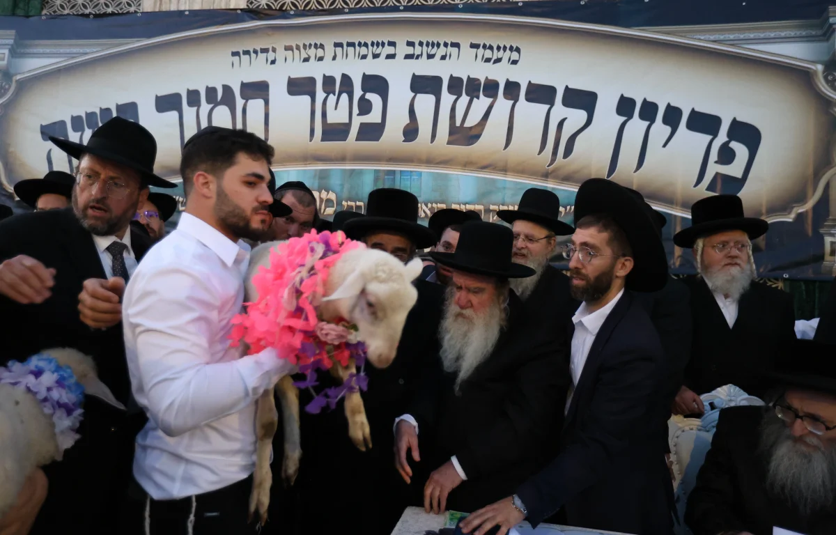 מצוות פדיון פטר חמור בהשתתפות אלפים במירון (צילום: דוד כהן) מצוות פדיון פטר חמור בהשתתפות אלפים במירון (צילום: דוד כהן)