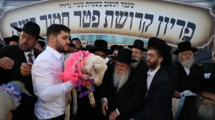 מעמד נדיר במירון: כך נערכה מצוות פדיון פטר חמור בהשתתפות אלפים