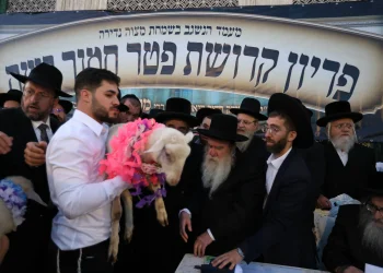 מצוות פדיון פטר חמור בהשתתפות אלפים במירון (צילום: דוד כהן) מצוות פדיון פטר חמור בהשתתפות אלפים במירון (צילום: דוד כהן)