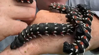 קוצני ושחור: הזחל הזה נראה כמו מפלצת מהחלל