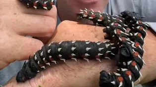 קוצני ושחור: הזחל הזה נראה כמו מפלצת מהחלל