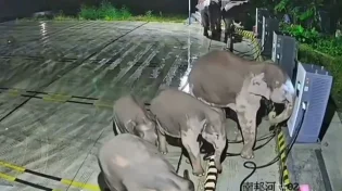עדר הפילים נתקל בעמדת טעינה, ואז אחד מהם הסתבך: התיעוד שהפך לוויראלי