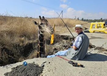 כוחות ההצלה הוזעקו לחלץ ג'ירפה מבור: כשהגיעו למקום הם נדהמו כוחות ההצלה הוזעקו לחלץ ג'ירפה מבור: כשהגיעו למקום הם נדהמו