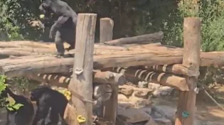 החפץ החדש שהוכנס לחצר בספארי וגרם לכל השימפנזים לצרוח