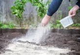 אל תזרקו את הקמח: הטריק המפתיע שעשוי לעזור לגינה