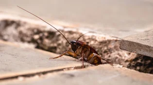 הבית סגור והחרקים עדיין נכנסים? אלו הן 8 הפרצות