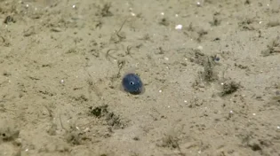 הדג הזעיר שהתגלה במעמקים והותיר את החוקרים המומים