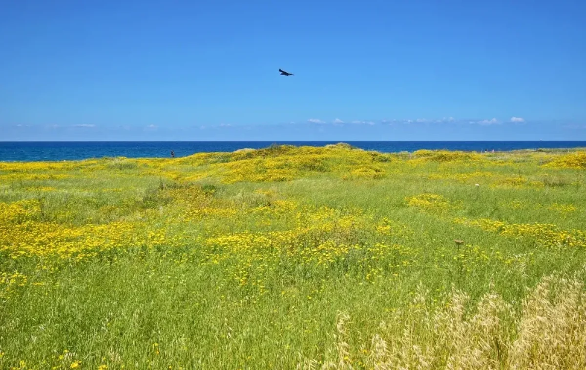 יום שמשי 