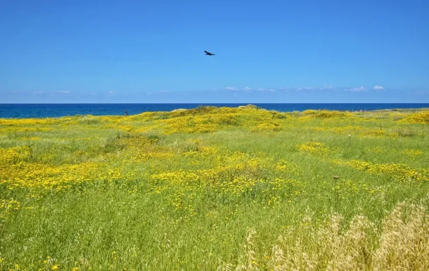 יום שמשי יום שמשי